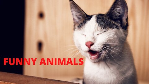 FUNNY CHICKENS AND ROOSTERS VIDEO TRY NOT TO LAUGH