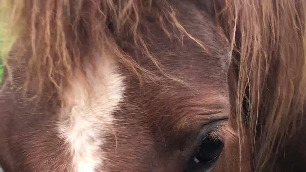 Watch lead horse put his ears forward when he approaches me. A respectful approach