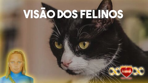 Visão dos Felinos