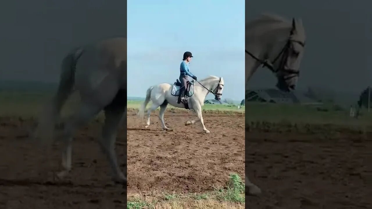 it’s prob obvious Video By horsegirlclaire #Shorts