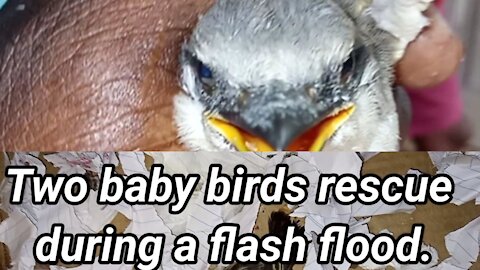 Birds rescued from tropical storm in Jamaica
