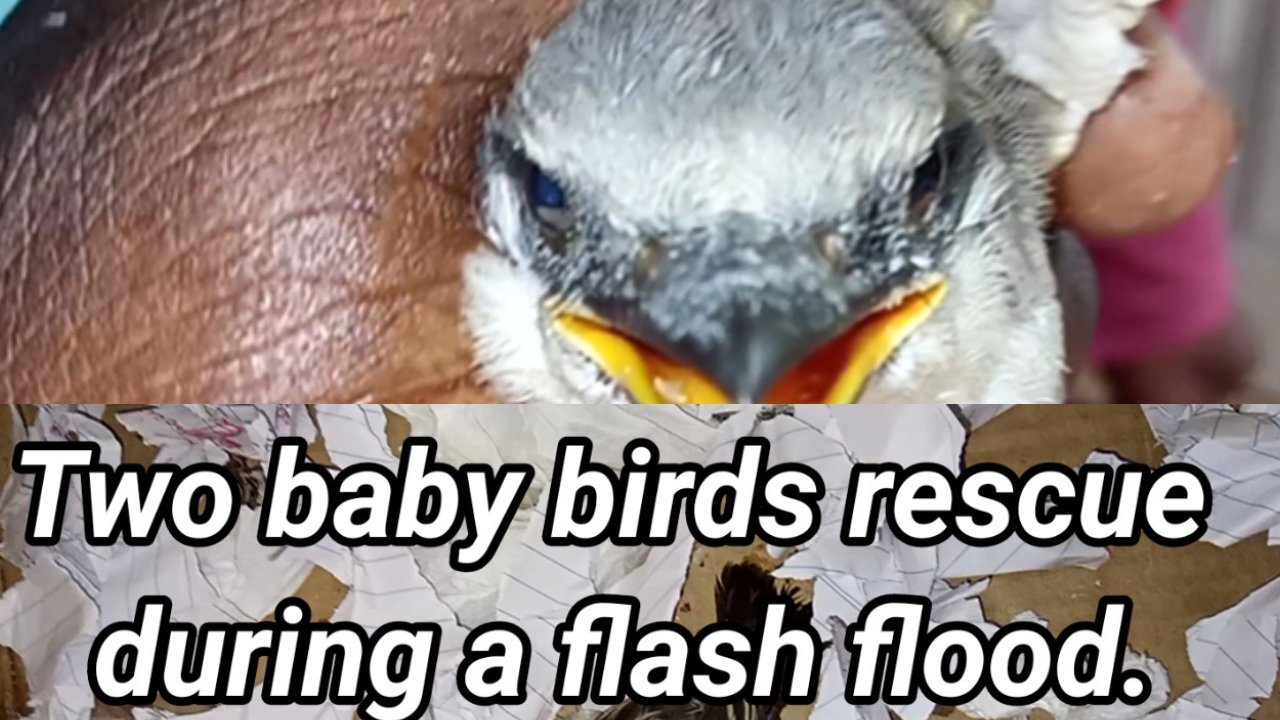 Birds rescued from tropical storm in Jamaica