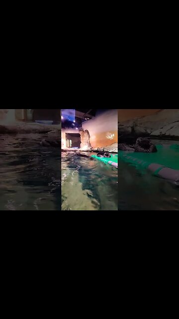 sea otter Atlanta Georgia