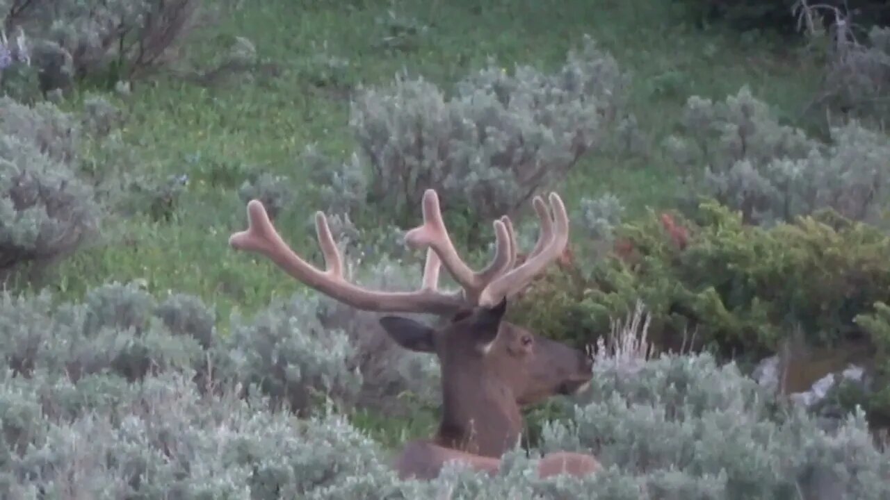 VELVET MANIA VIDEO 9 BULL ELK! CLOSE UP Awesome!