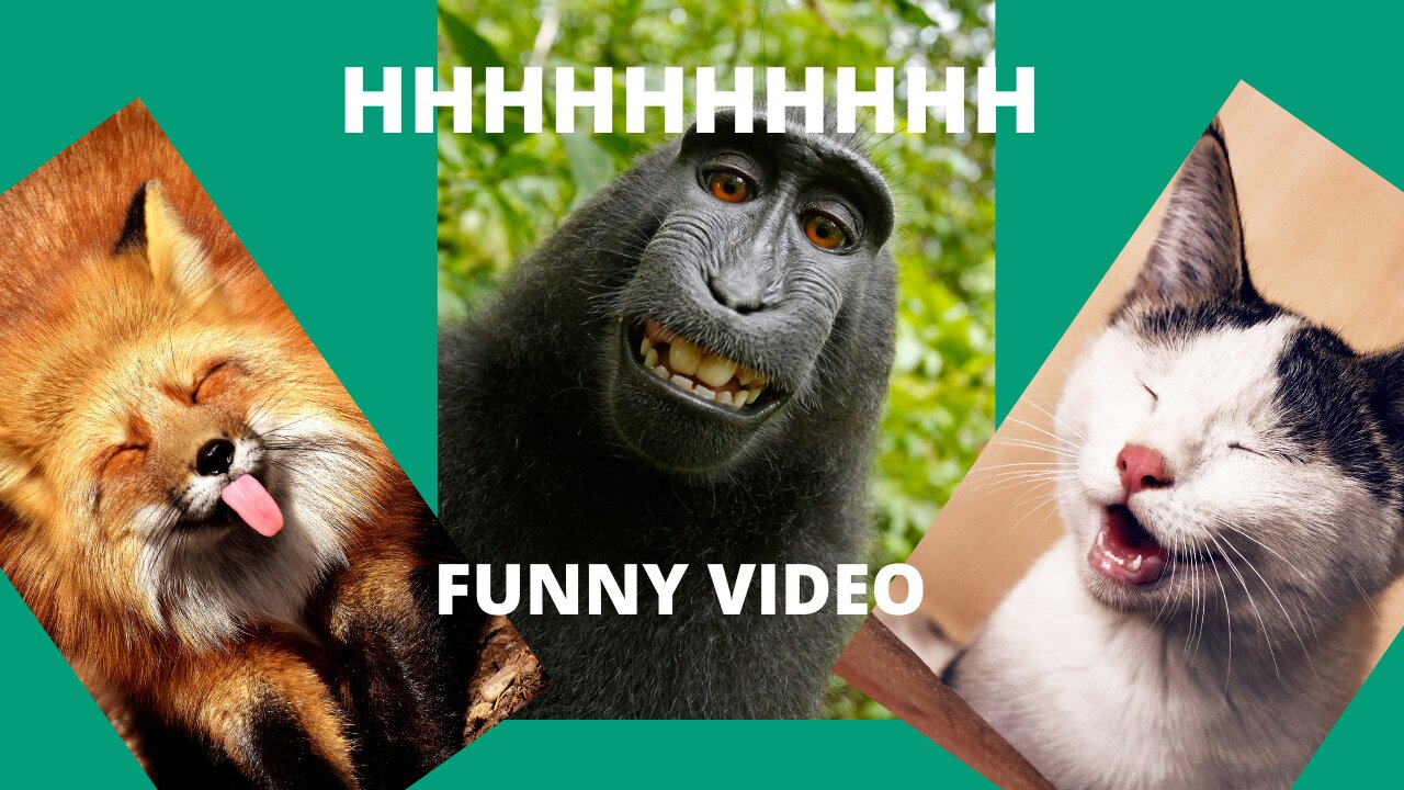 Very, very, very funny videos 2023