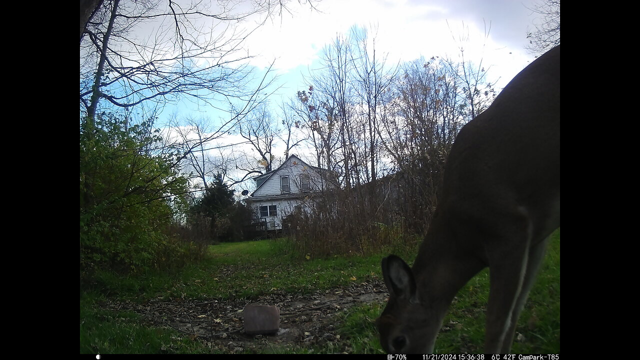 Deer Cam 11-21-2024