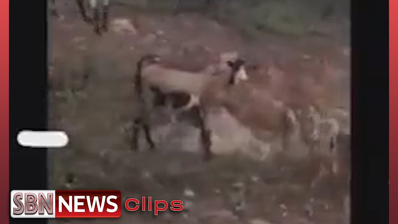 The Propaganda is So Bad They Think Goats Will Get Covid - 5478