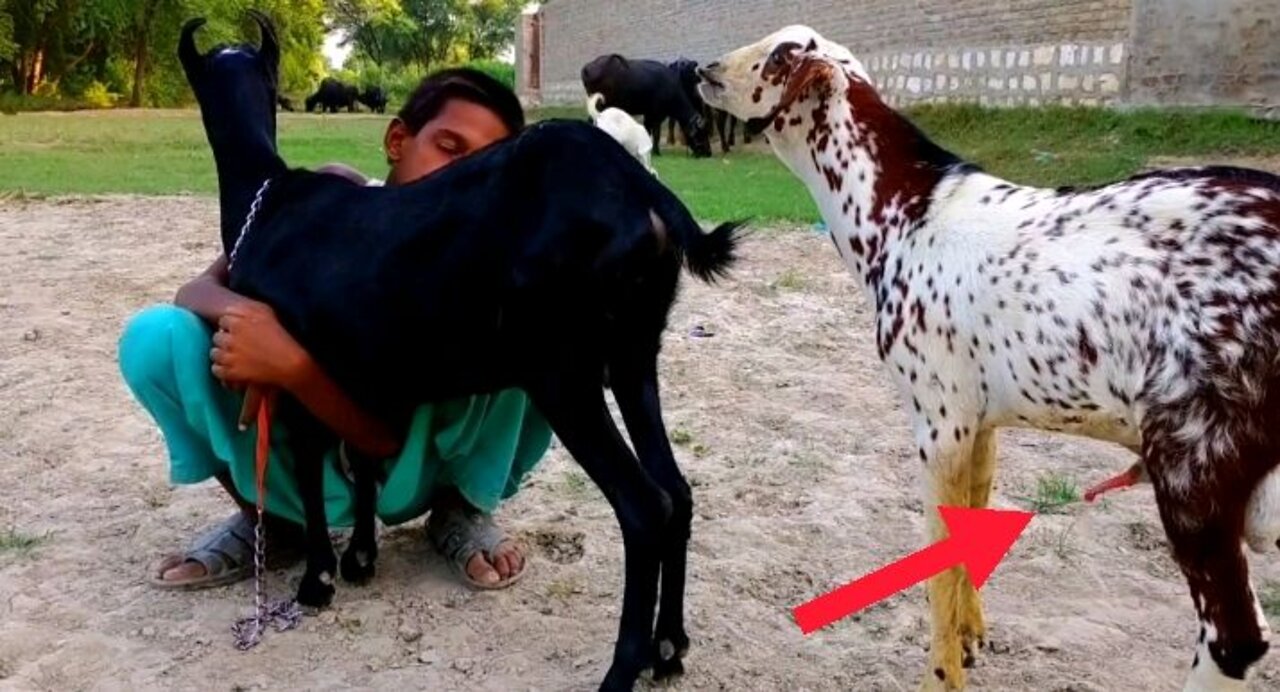 goat love story