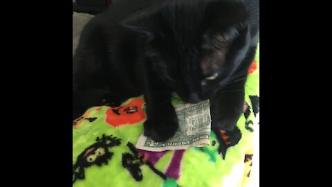 Cat tries to steel my money