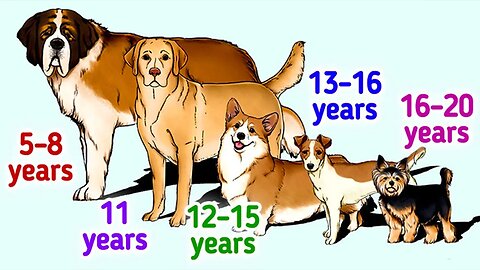 A Guide to How Long Various Dog Breeds Live