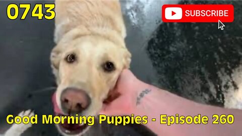 [0743] GOOD MORNING PUPPIES - EPISODE 260 [#dogs #doggos #doggies #puppies #dogdaycare]