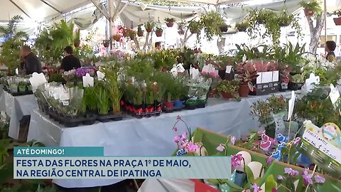 Até Domingo: Festa das Flores na Praça Primeiro de Maio, na Região Central de Ipatinga.