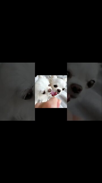 This Chihuahua is HILARIOUS - You Won't Believe What Happens Next!