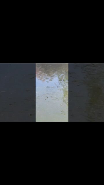 More tiny little fish