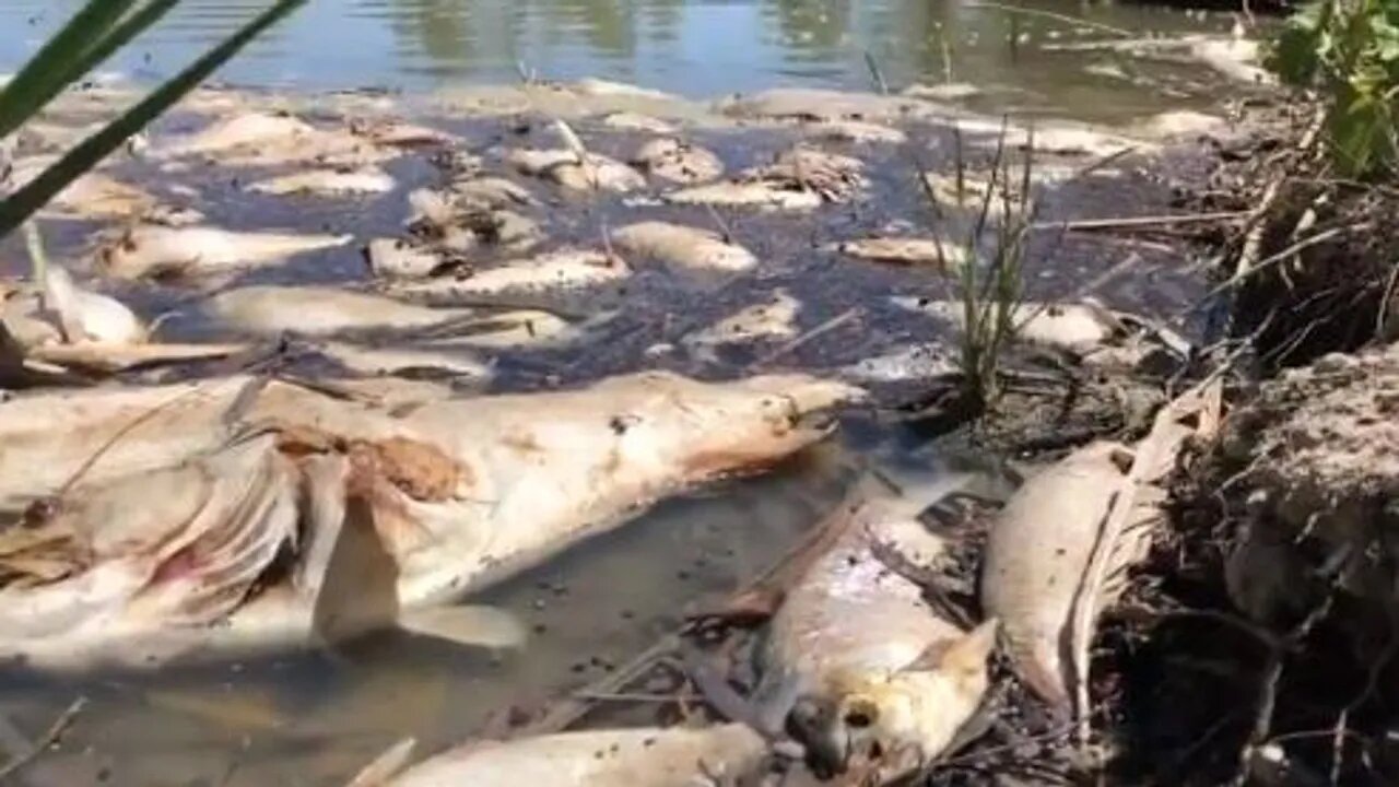 Mass Fish Die Offs!