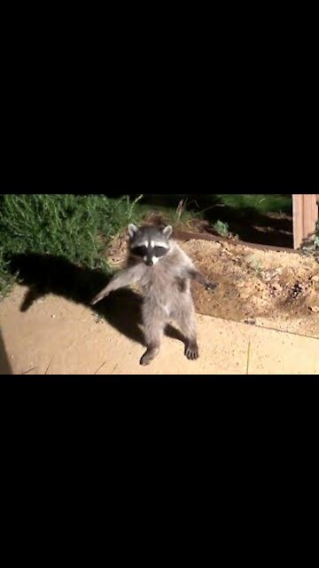 Raccoon beautiful jump