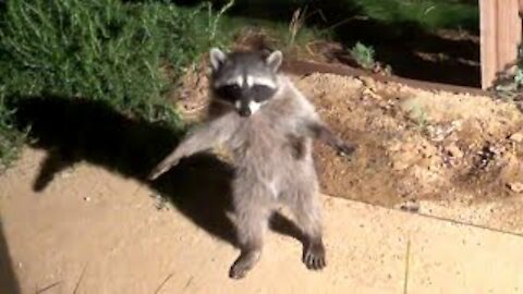 Raccoon beautiful jump