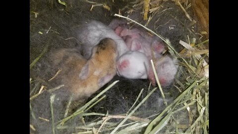 Sleeping Baby Buns (1 Week Old)