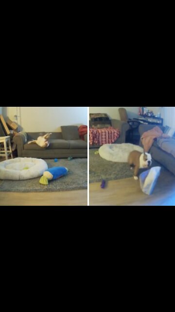 Home security footage captures hysterical bulldog zoomies