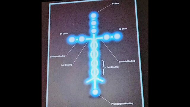 Proof of GOD! Laminin Protein