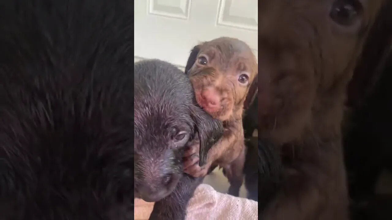 Bathe a Dog🐕Puppy Wash Day🛁 First Puppy Bath 🐶 #shorts #dog #puppybath #funnydogs