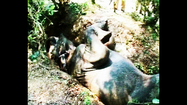 Elephant Rescued from Ditch