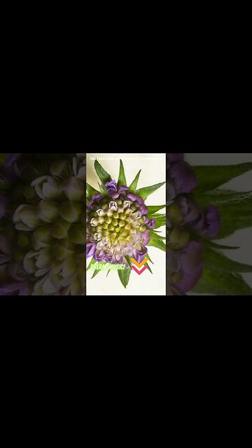 💆‍♀️ Relájate y Limpia: Música de Meditación para Eliminar Toxinas y Tensiones 🎶💧