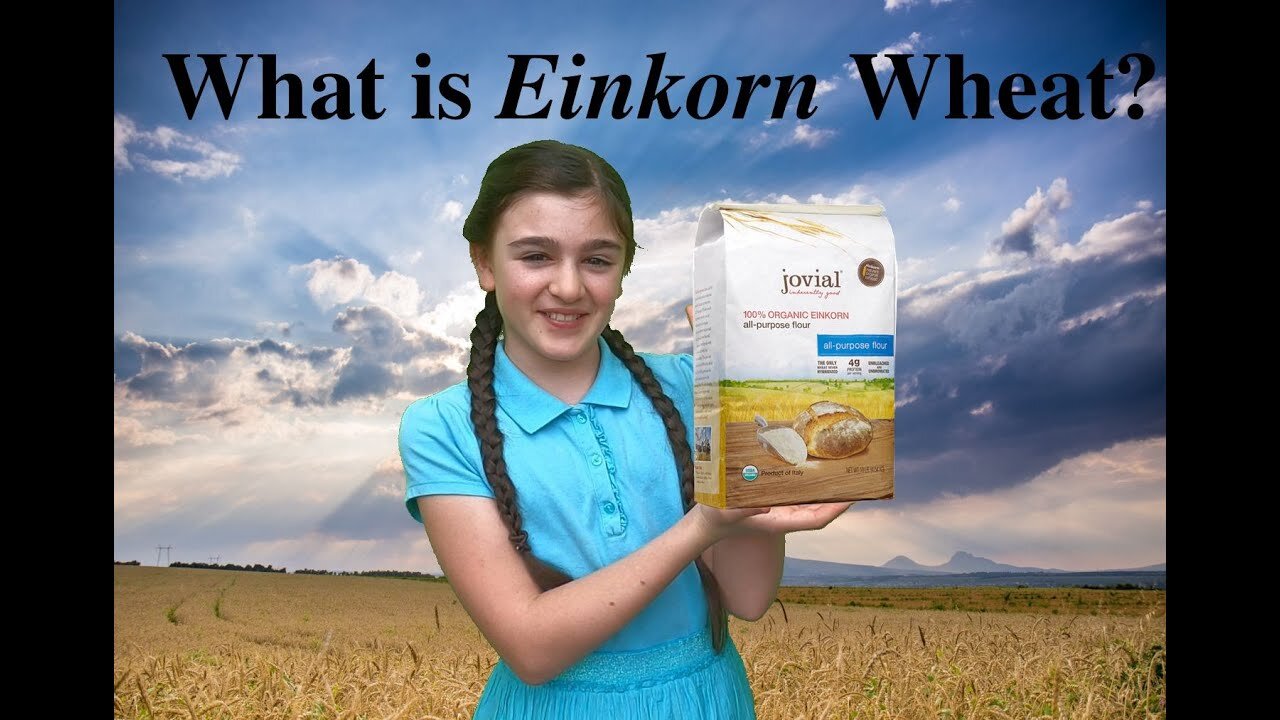 The Only Truly Ancient Wheat Einkorn