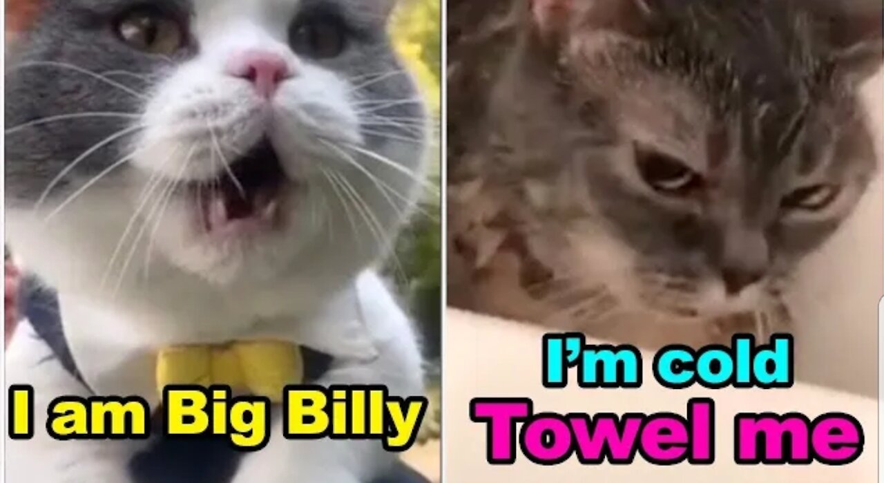 Funny Cats speaking english better than hooman | scary cats talking