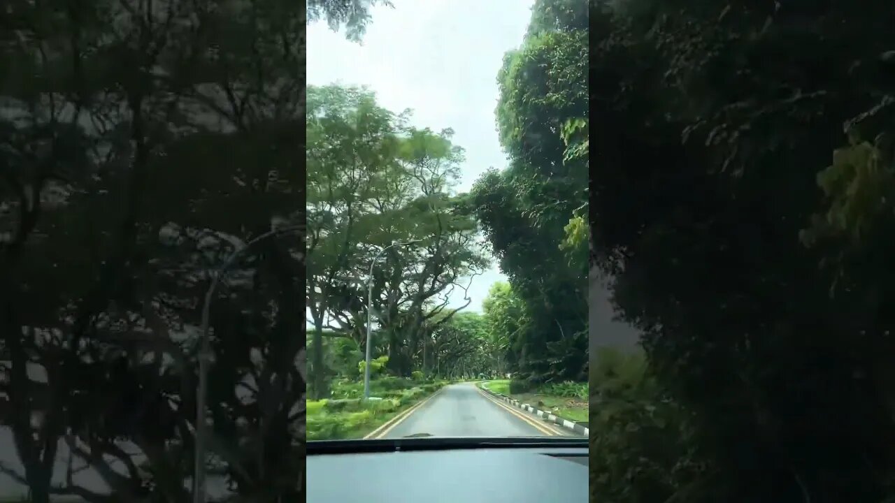 POV: driving into a park in Singapore #singapore #park