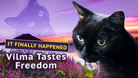 Will Vilma Cat Go Outside? The ULTIMATE Finale!!