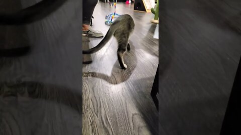 😻 Cute Cats 😻 at the Cat Café ☕ 16 #shorts