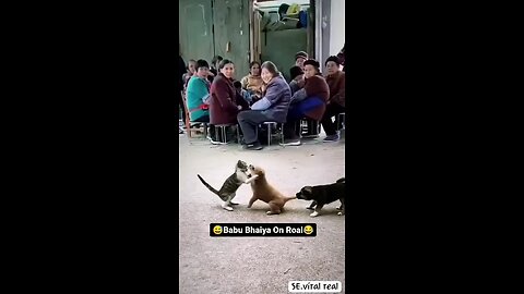 Funny animals 😂watch till end 😅😂😂