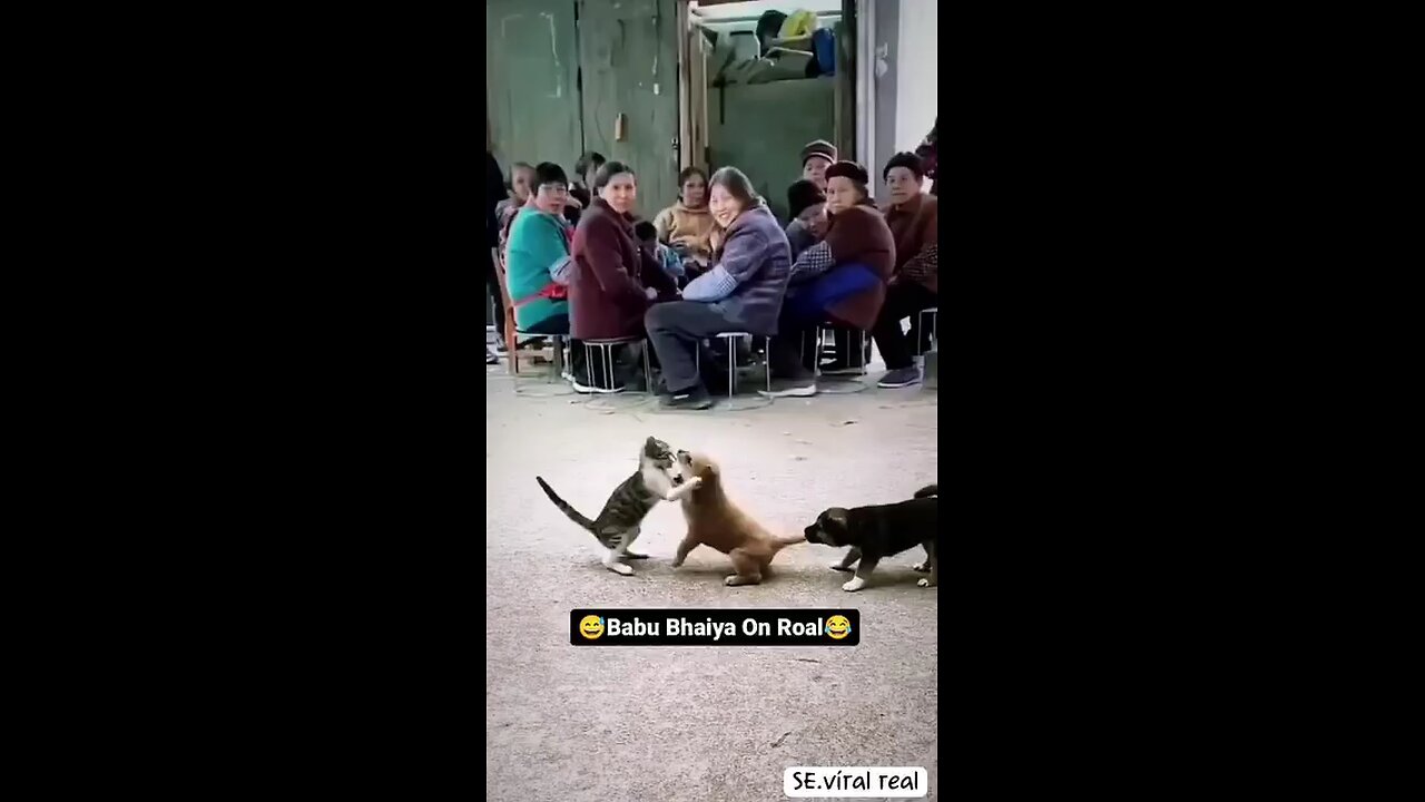 Funny animals 😂watch till end 😅😂😂