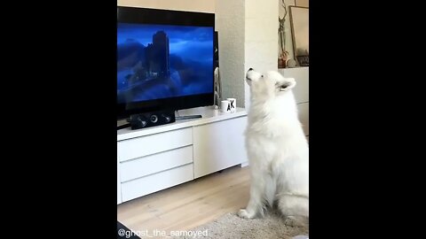 #shortscatsvideos #shorts cats videos#shortspetsvideos #shortspetsvideos #shortsanimalsvideos