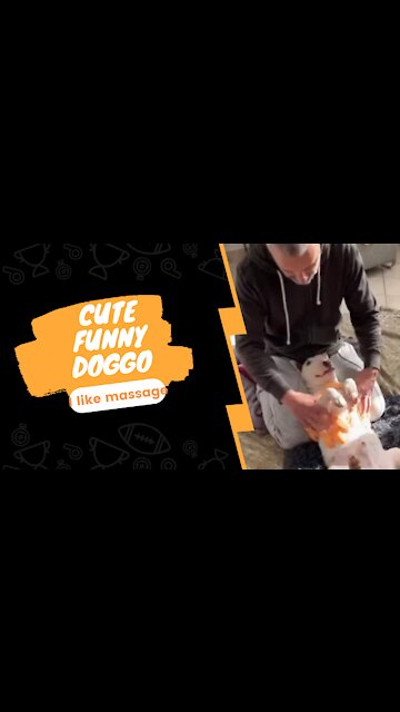 Cute Funny Doggo Massage