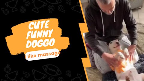 Cute Funny Doggo Massage