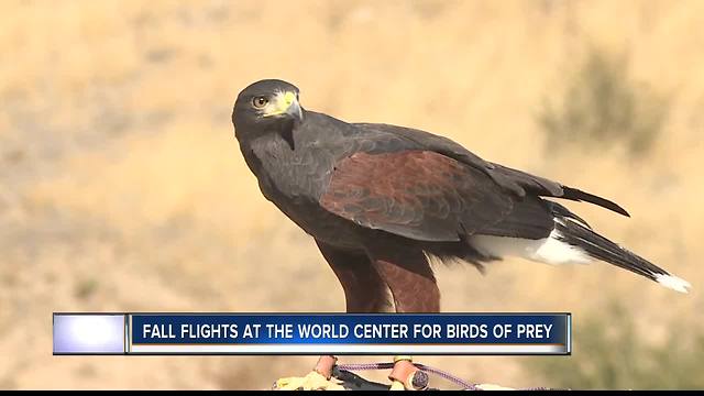 Fall Flights return to World Center For Birds Of Prey as they make up for lost revenue