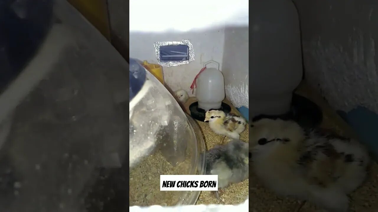 New Chicks Born. #birds #vlog #viral #trending #ytshorts #shorts