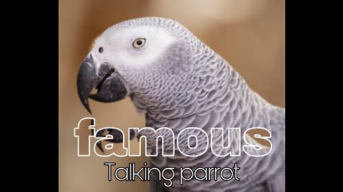 Famous talking parrot