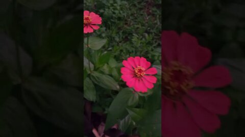 BEAUTIFUL FLOWER WIRELESS