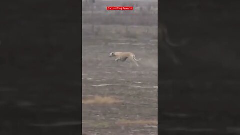 Galgos y liebres 🐇| Greyhounds chasing Hare | 赛狗和野兔 | السلوقي يطارد الارنب | ग्रेहाउंड और खरगोश