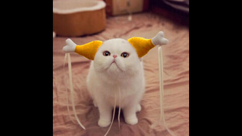 Kitten talking. Who LOVES talk to them.kk