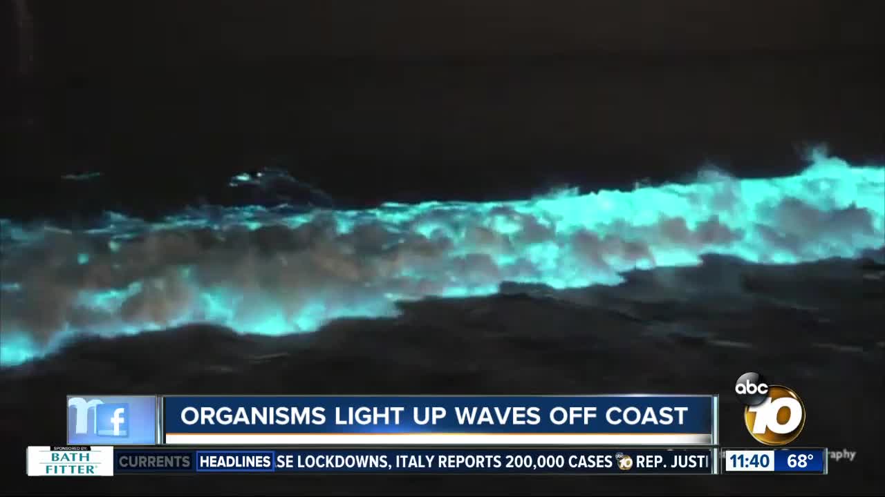 Bioluminescence explained: How organisms light up waves off San Diego coast