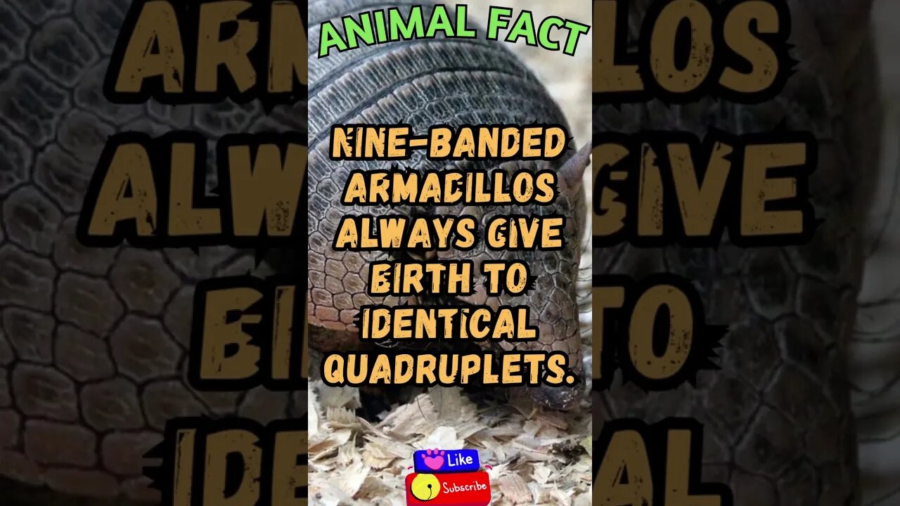 Discover Fascinating Animal Facts👀 #shorts #shortsfact #animalfacts #funfactsshorts #armadillo