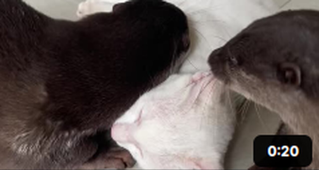 Playful Otters Harass Feline Friend