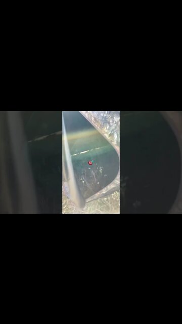 701 deer rifle season opens 3 wks from today! #shorts