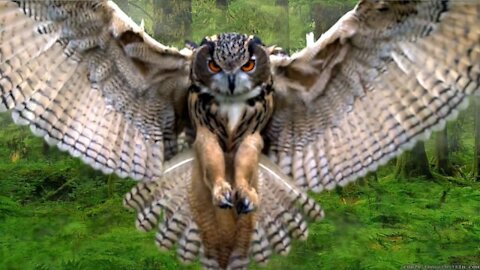 OWL🦉fear 😨😱 Owl. Must 👀see!! #Birds