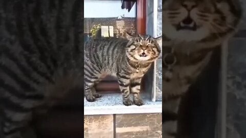 Dare not to touch my cat 🧐