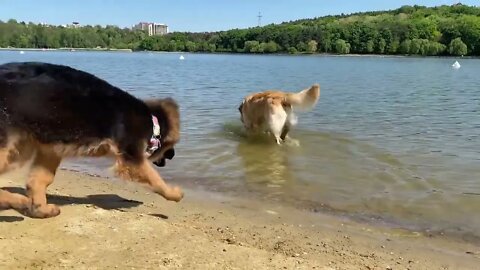 My Dogs Go On A Beach Trip